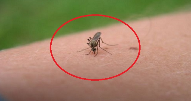 【マツコも絶賛】蚊に刺され難くなる超簡単な方法を18歳の天才少年が伝授！