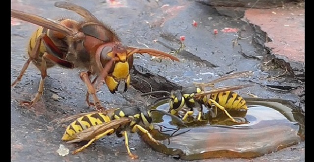 【凶暴】岩場の蜜に群がるハチたちに襲いかかるスズメバチがヤバ過ぎる・・・