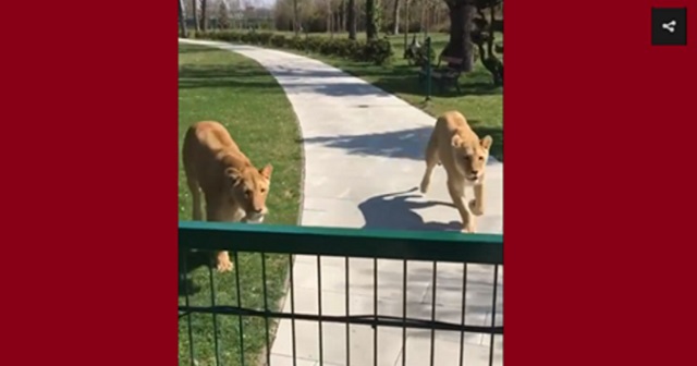 【衝撃映像】7年ぶりに元の飼い主と再会した２頭のライオンが取った衝撃の行動とは・・・