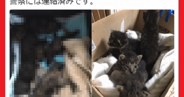 【外道】誰だ？！埼玉県所沢市の歩道脇の植え込みに子猫を生き埋めにした奴…！