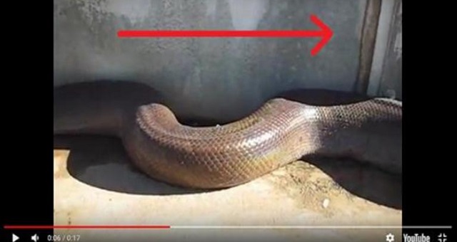 【閲覧注意】大蛇をなめるようにビデオで撮影していた結果、待っていたのは最悪の展開だった・・・